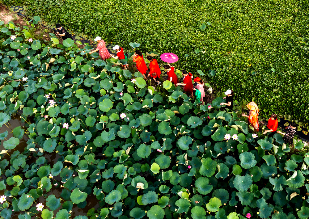 20230712云台：云水湾荷花次第开放 生态美景醉游人.jpg