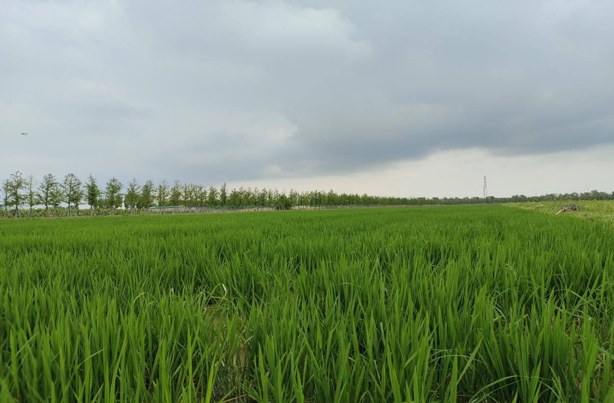 20230728 云水湾有机水稻长势喜人.jpg