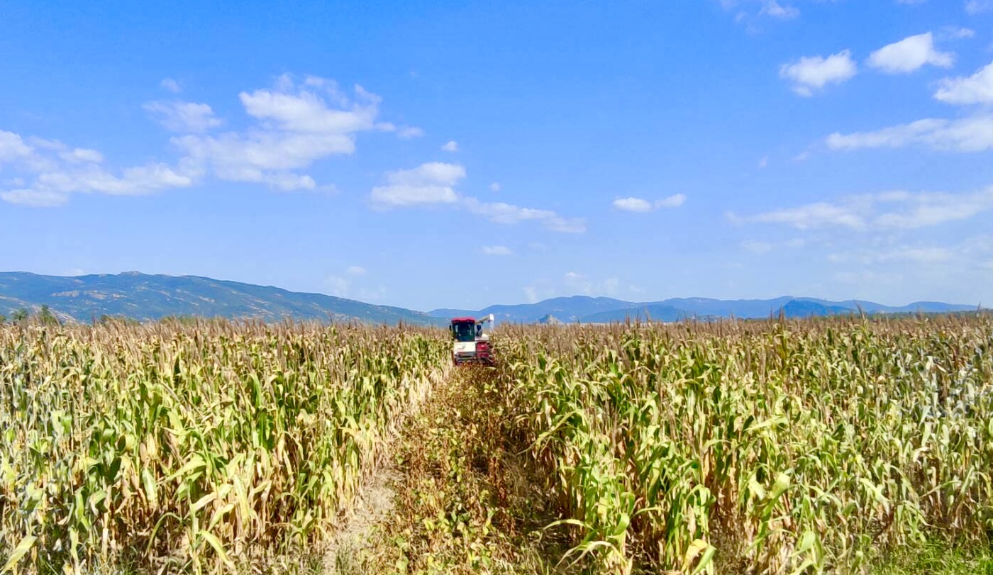 20231005 收割好“丰”景 云台开镰确保秋粮颗粒归仓.jpg